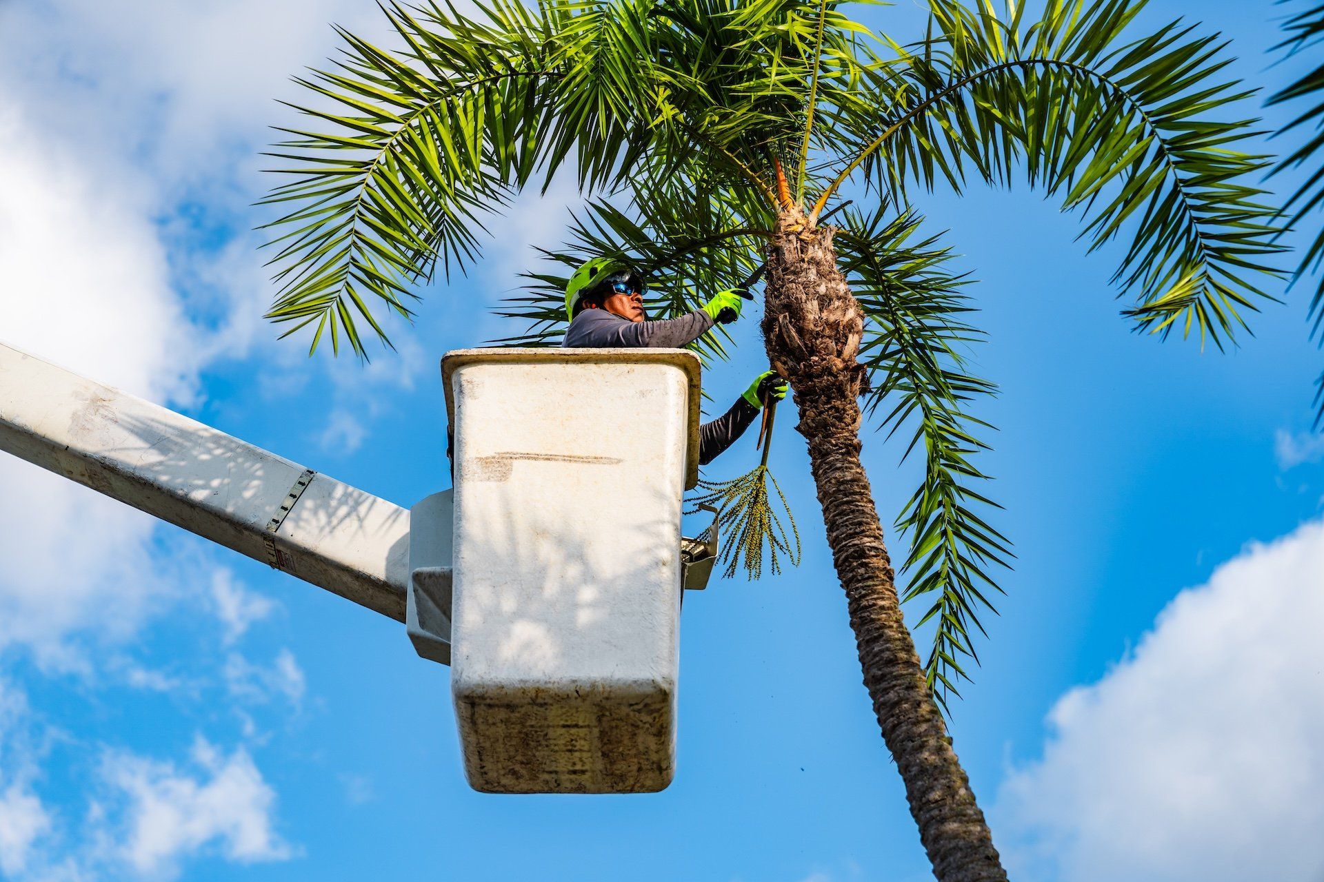 commercial tree services